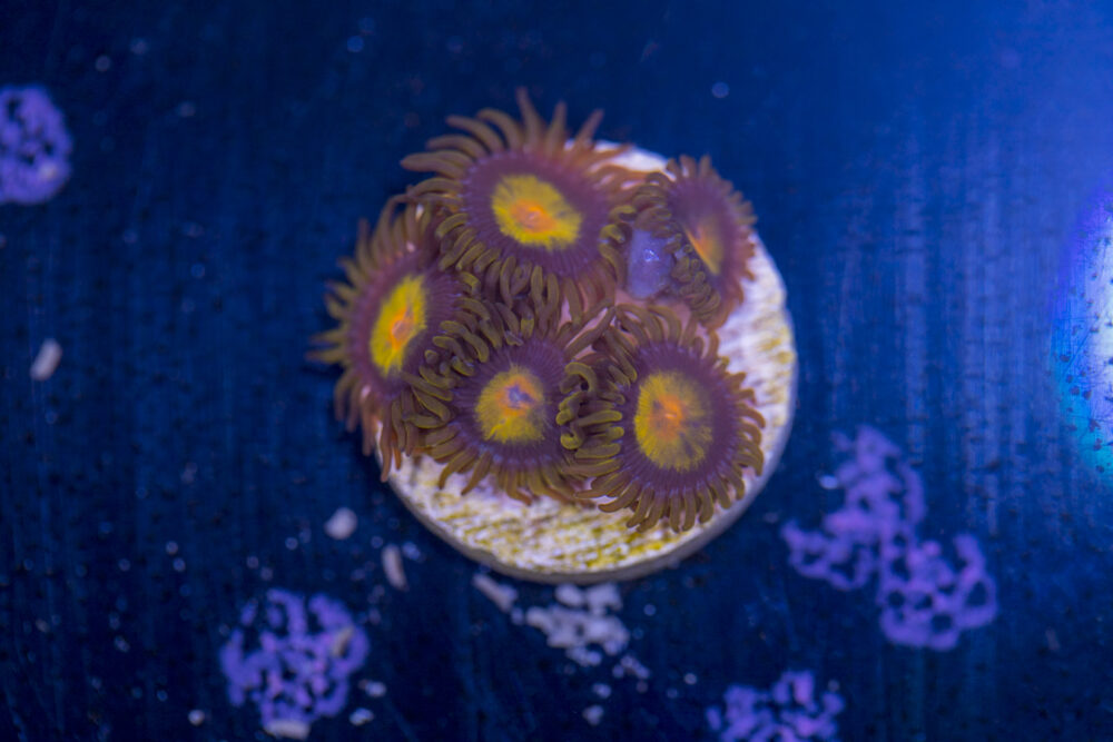 Zoanthids - Tutti Fruitti
