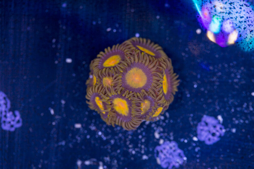 Zoanthids - Tutti Fruitti