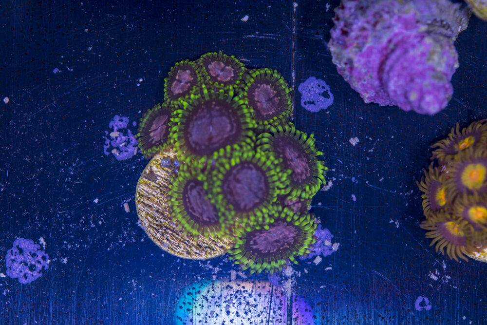 Zoanthids - Purple Monster