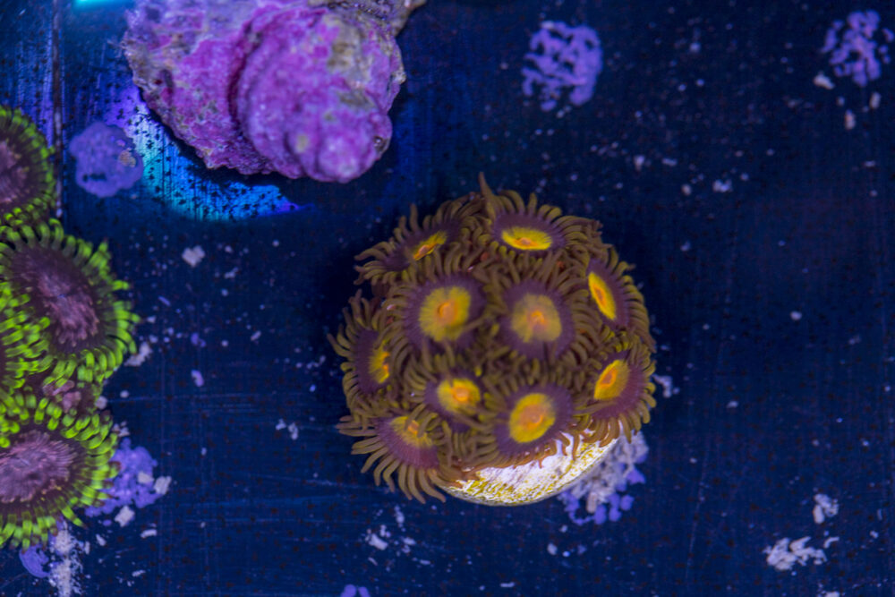 Zoanthids - Tutti Fruitti