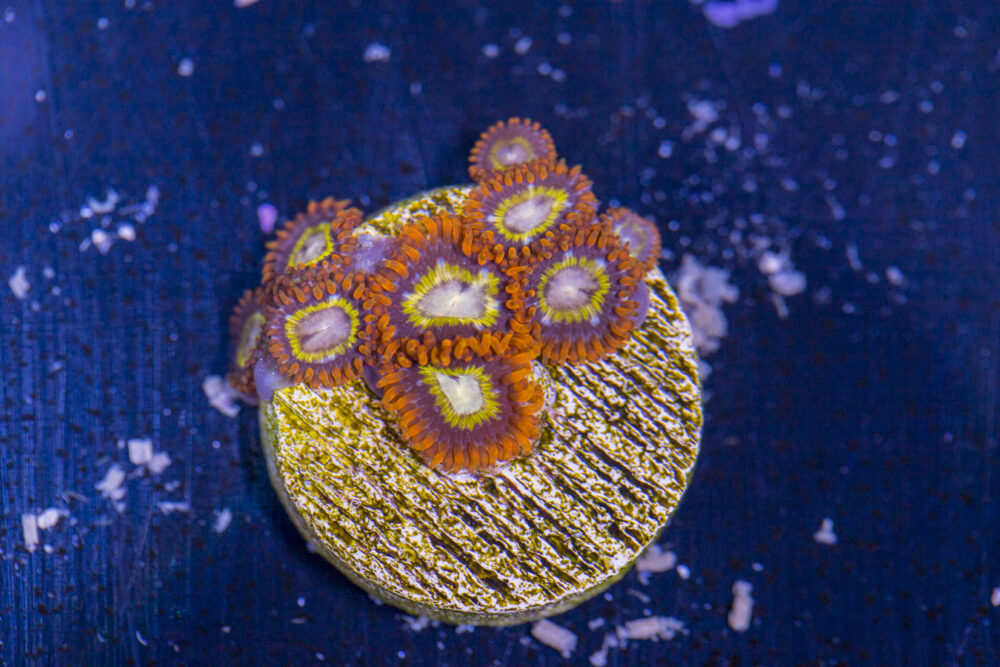 Zoanthids