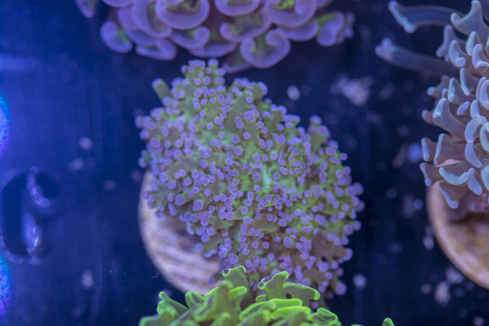 Frogspawn