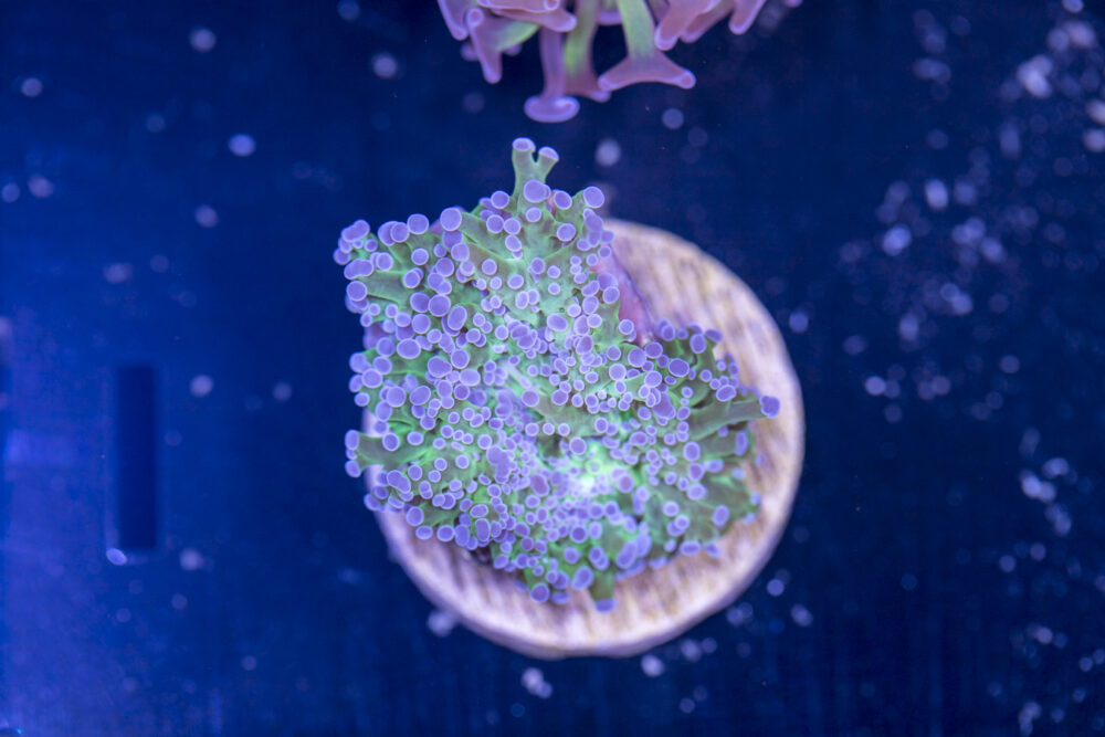 Frogspawn