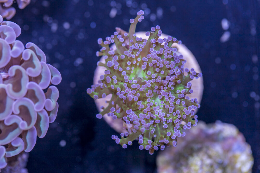 Frogspawn