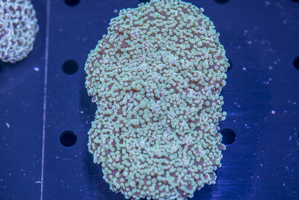 Frogspawn