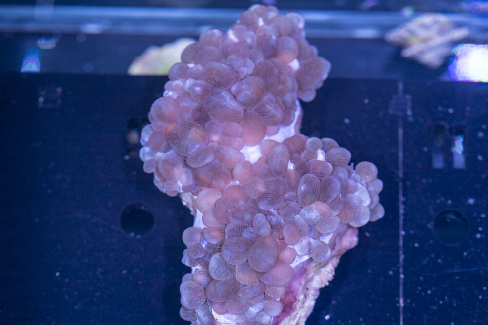 Bubble