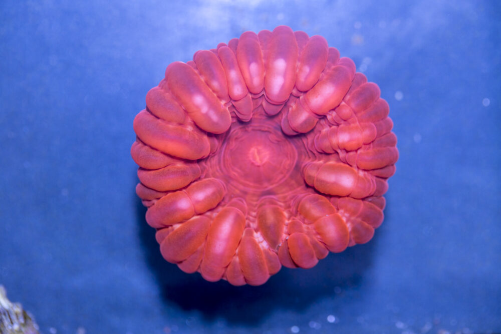 Cynarina