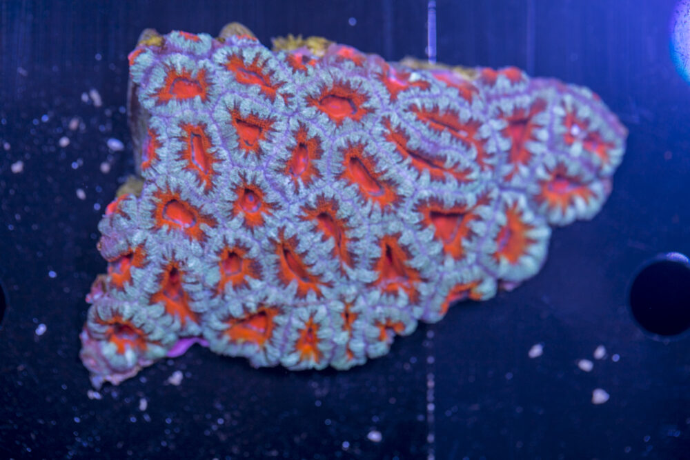 Acan - Lord Howe
