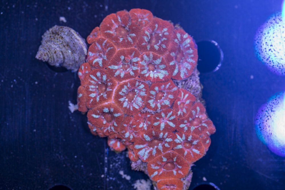 Acan - Lord Howe