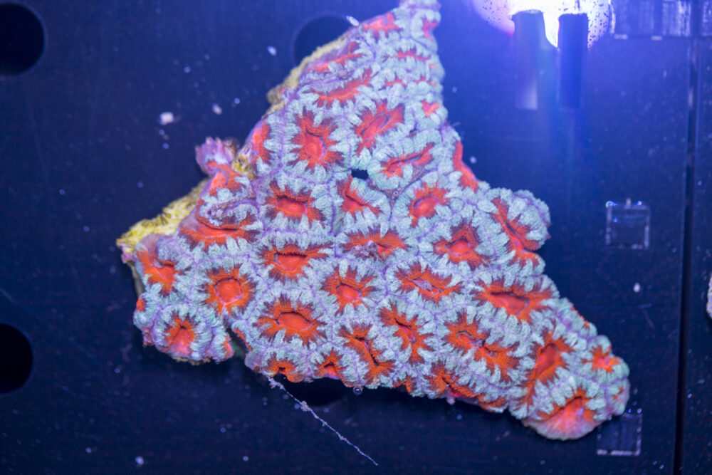 Acan - Lord Howe