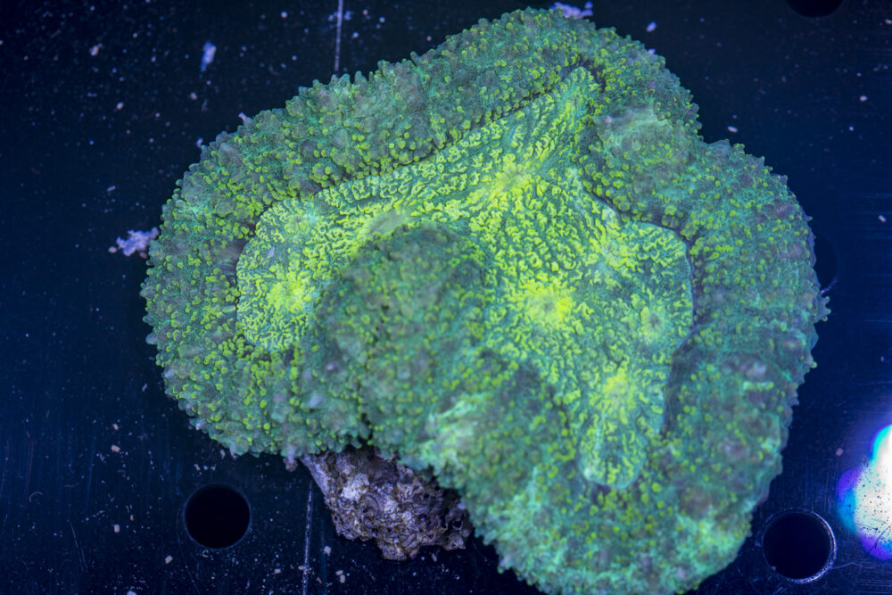 Symphyllia