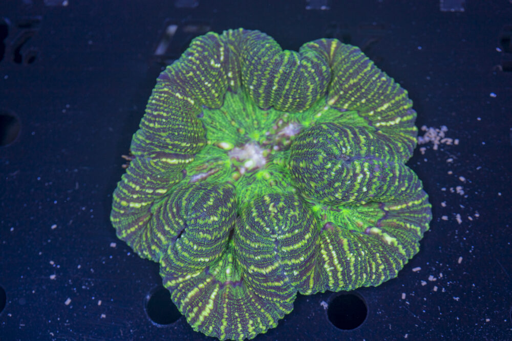 Lobophyllia