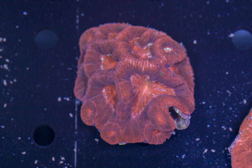 Acan - Bowerbanki
