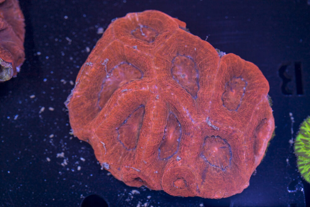 Acan - Bowerbanki