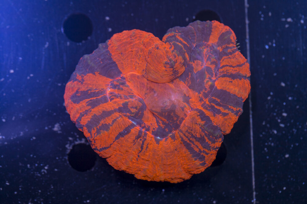 Scolymia