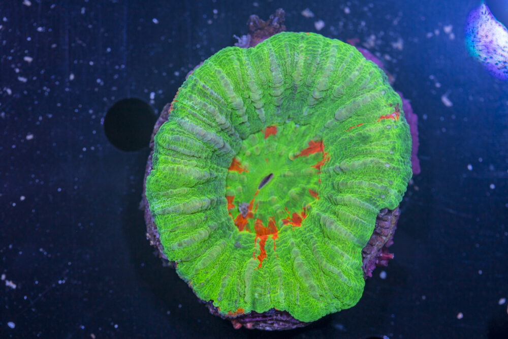 Scolymia