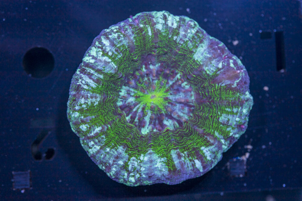 Scolymia