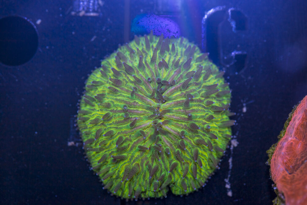 Fungia