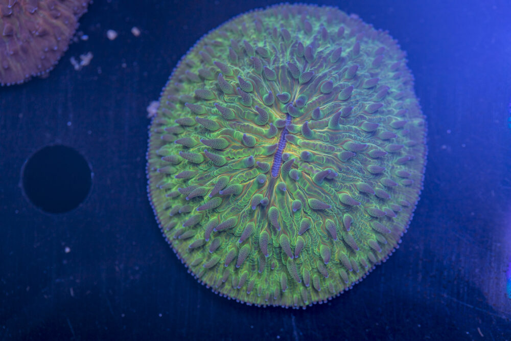 Fungia