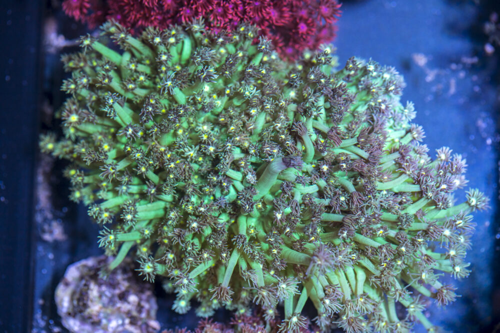 Goniopora