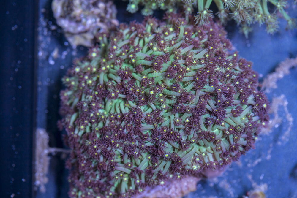 Goniopora
