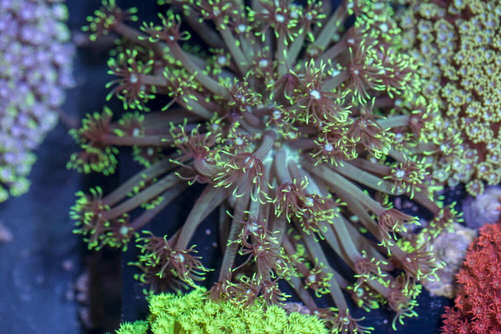 Goniopora