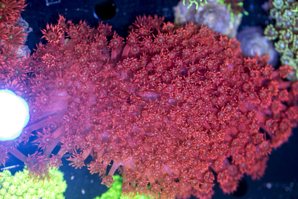 Goniopora
