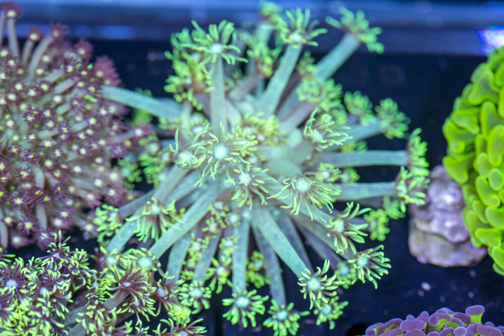 Goniopora