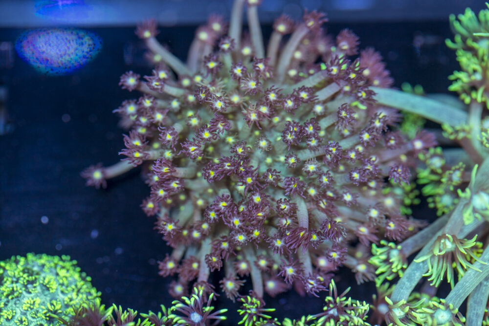 Goniopora