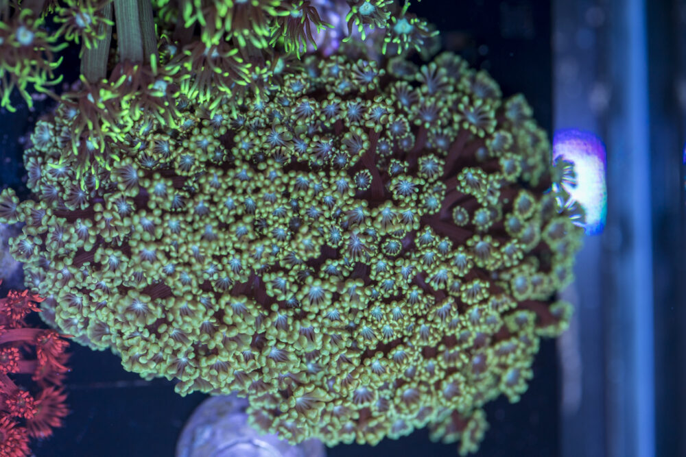 Alveopora