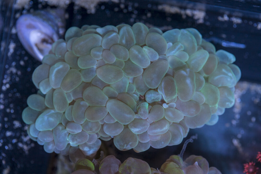 Bubble