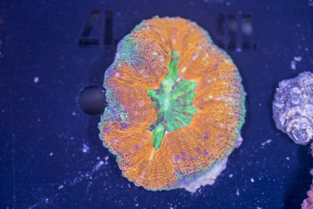 Lobophyllia