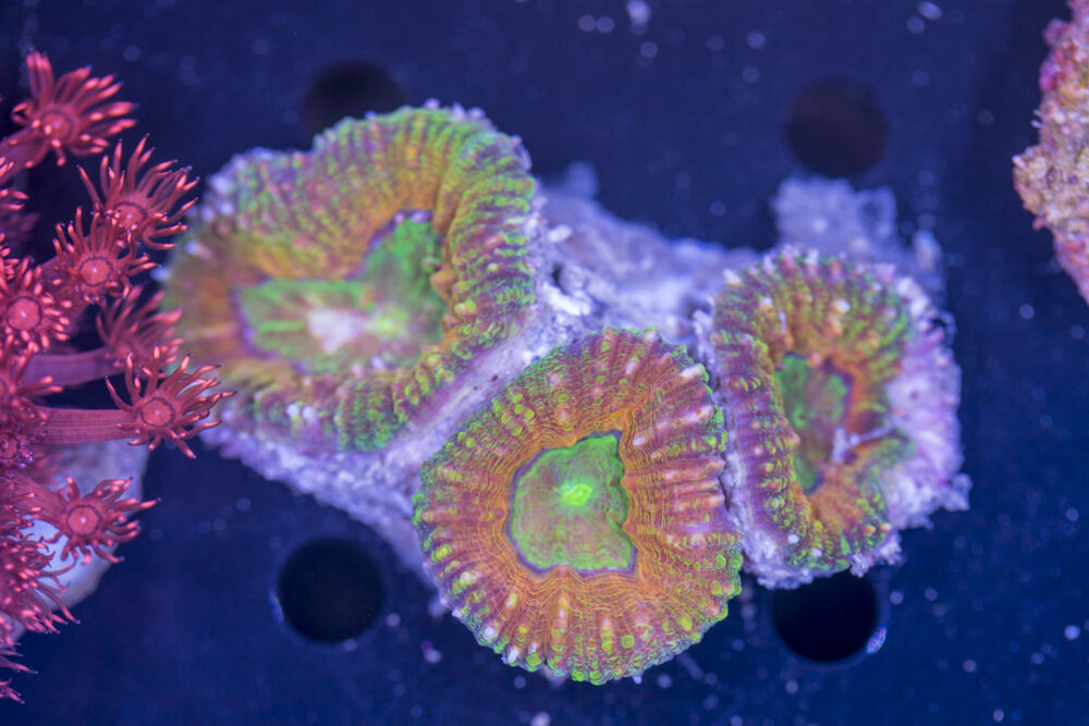 Lobophyllia