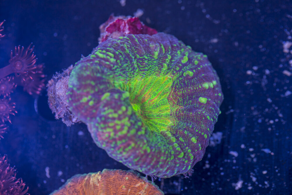Lobophyllia