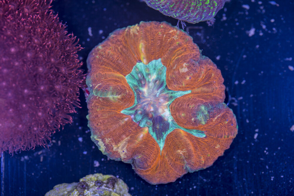 Lobophyllia