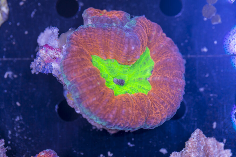 Lobophyllia