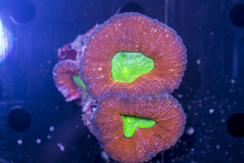 Lobophyllia