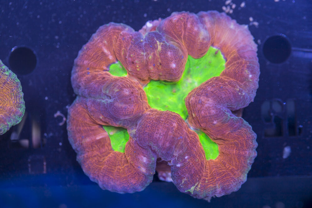 Lobophyllia