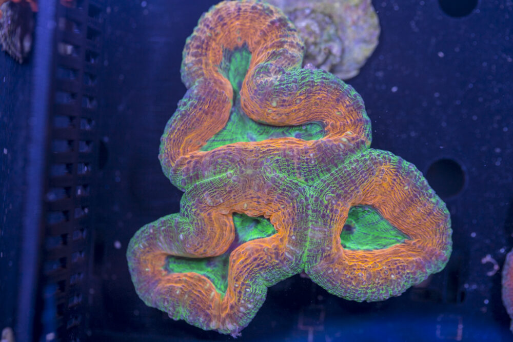Lobophyllia