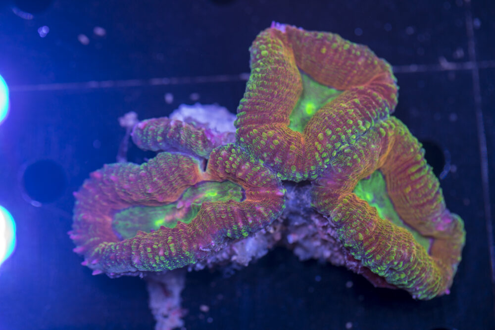 Lobophyllia