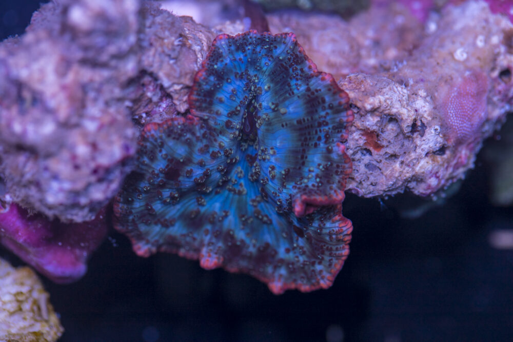 Corallimorph