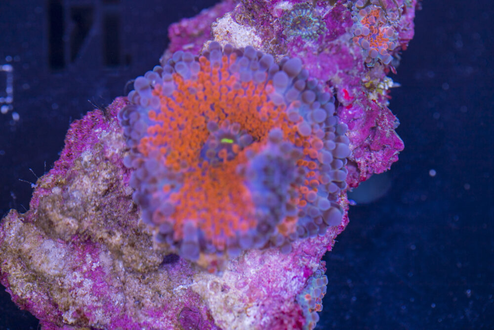 Ricordea