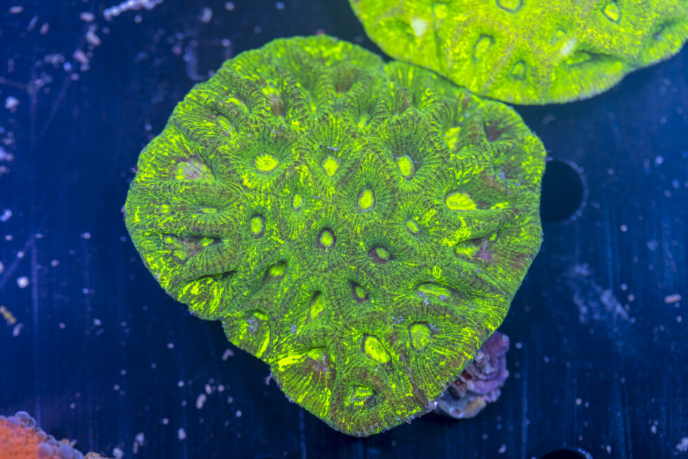 Goniastrea