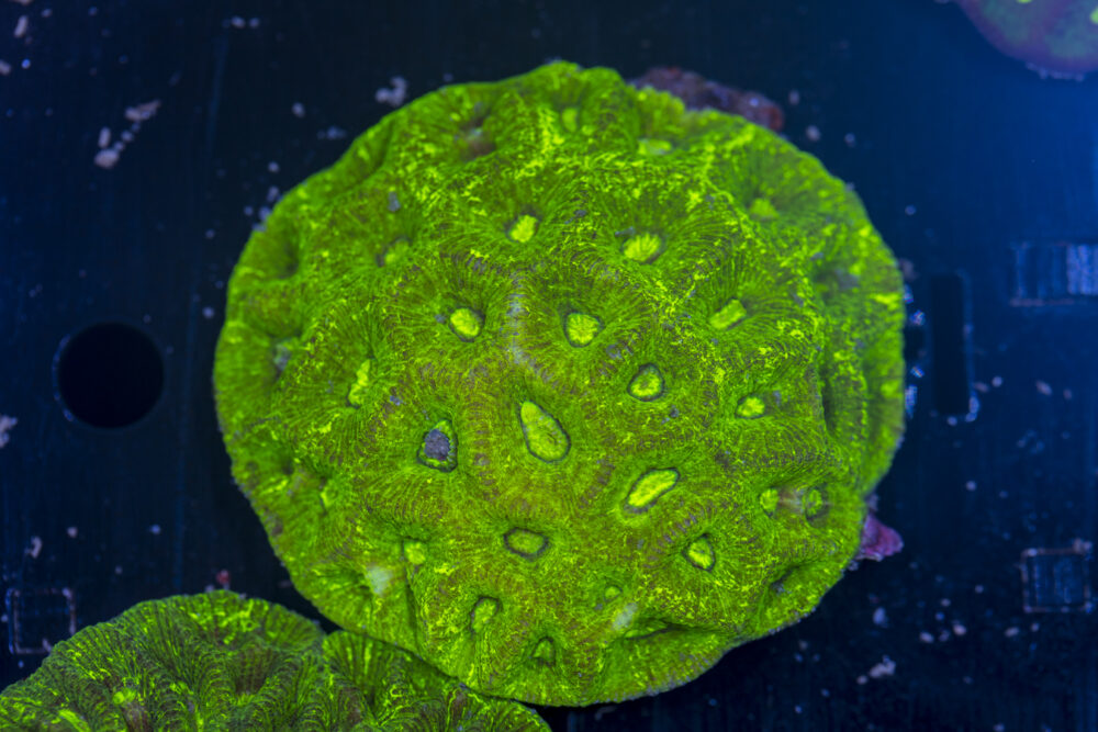 Goniastrea