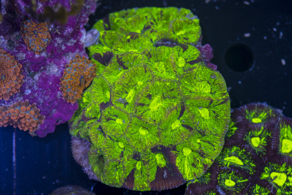 Goniastrea