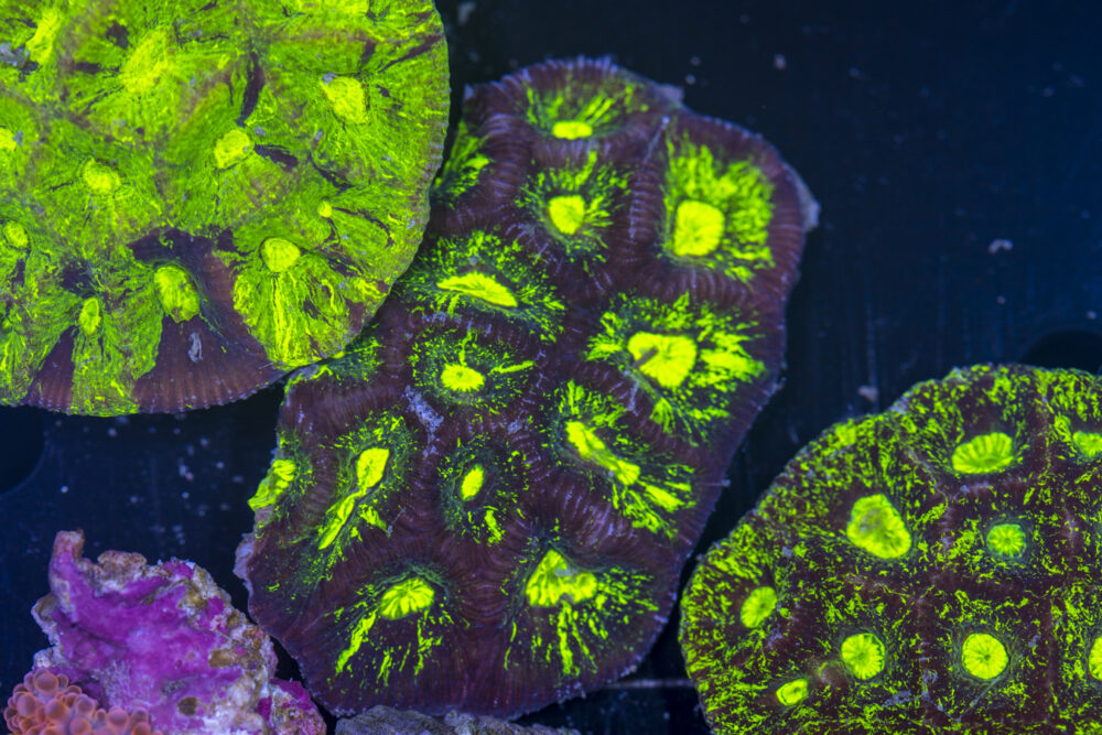 Goniastrea