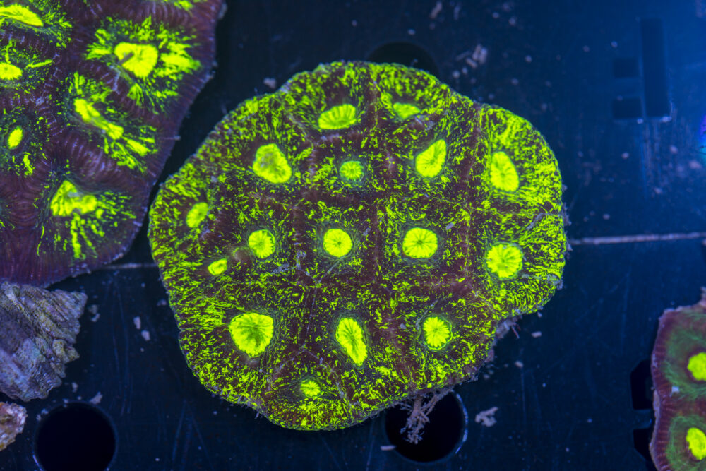 Goniastrea