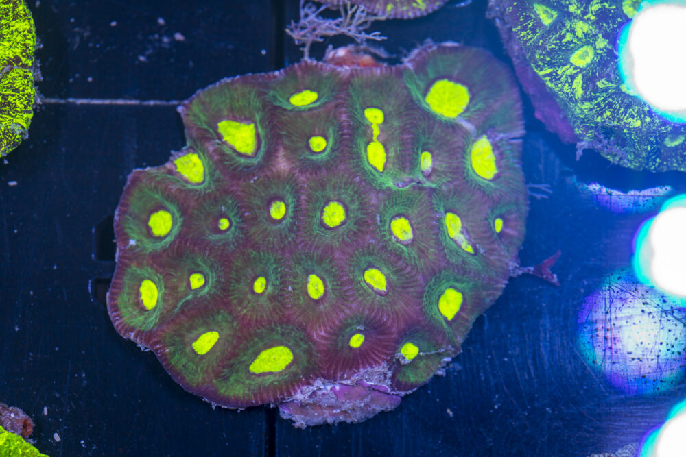Goniastrea