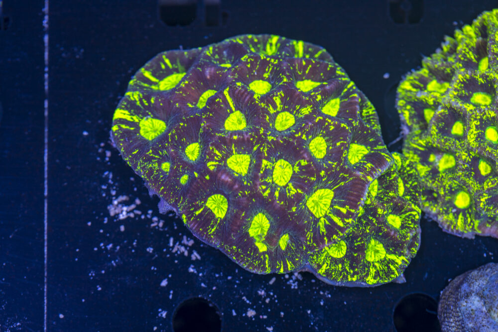 Goniastrea