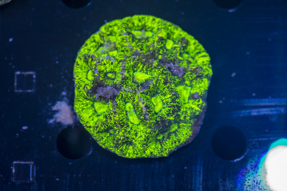 Goniastrea